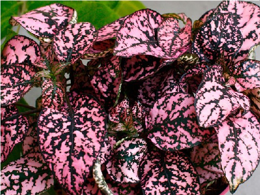 Однолетние растения Гіпоестес Hippo Pink черенок 20грн, Р7 30 грн
